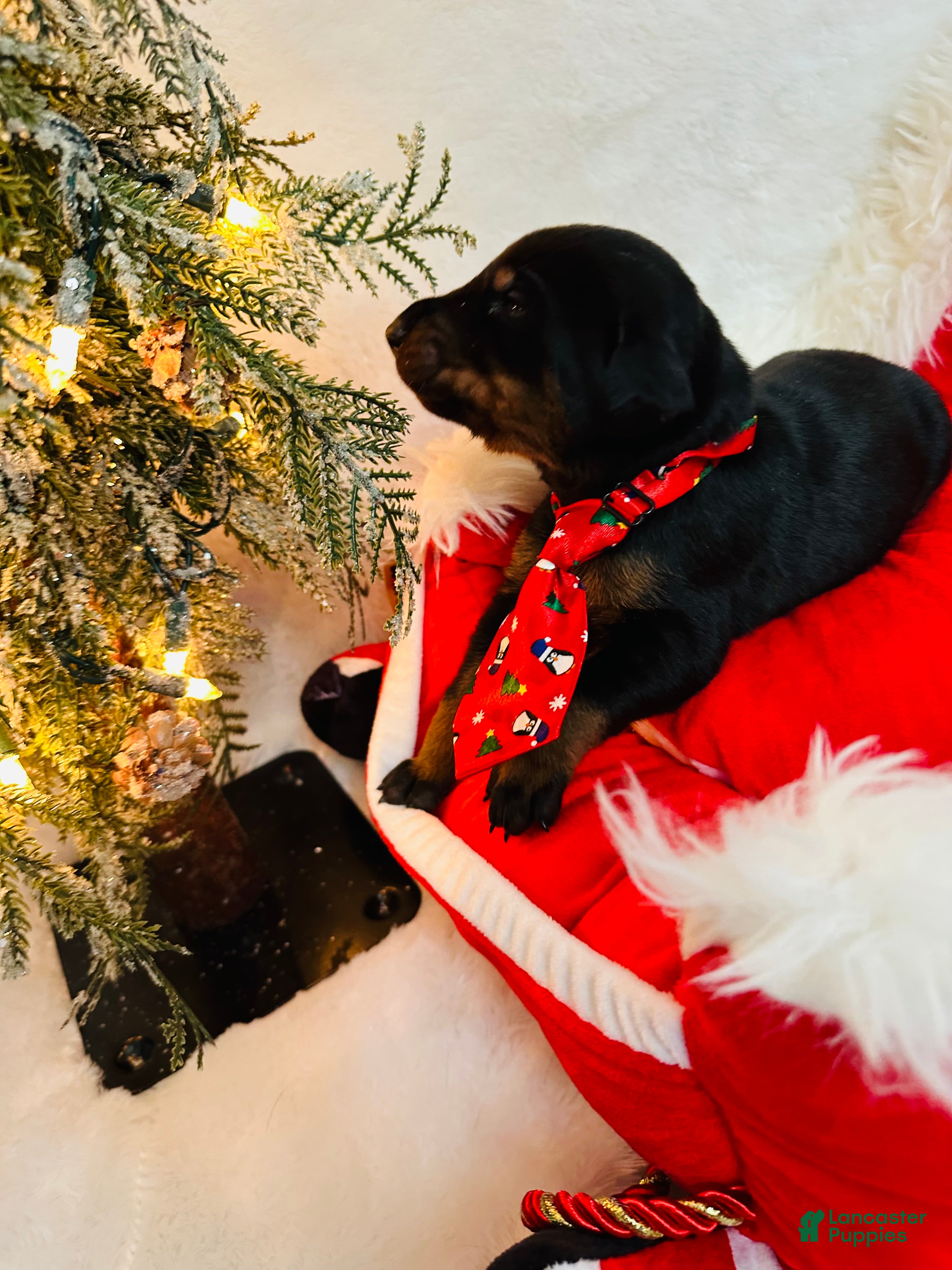 Doberman Pinscher dogs Doberman Pinscher Puppy 3 - Ad 41