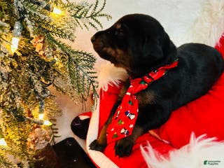 Doberman Pinscher dogs Doberman Pinscher Puppy 3 - Ad 41