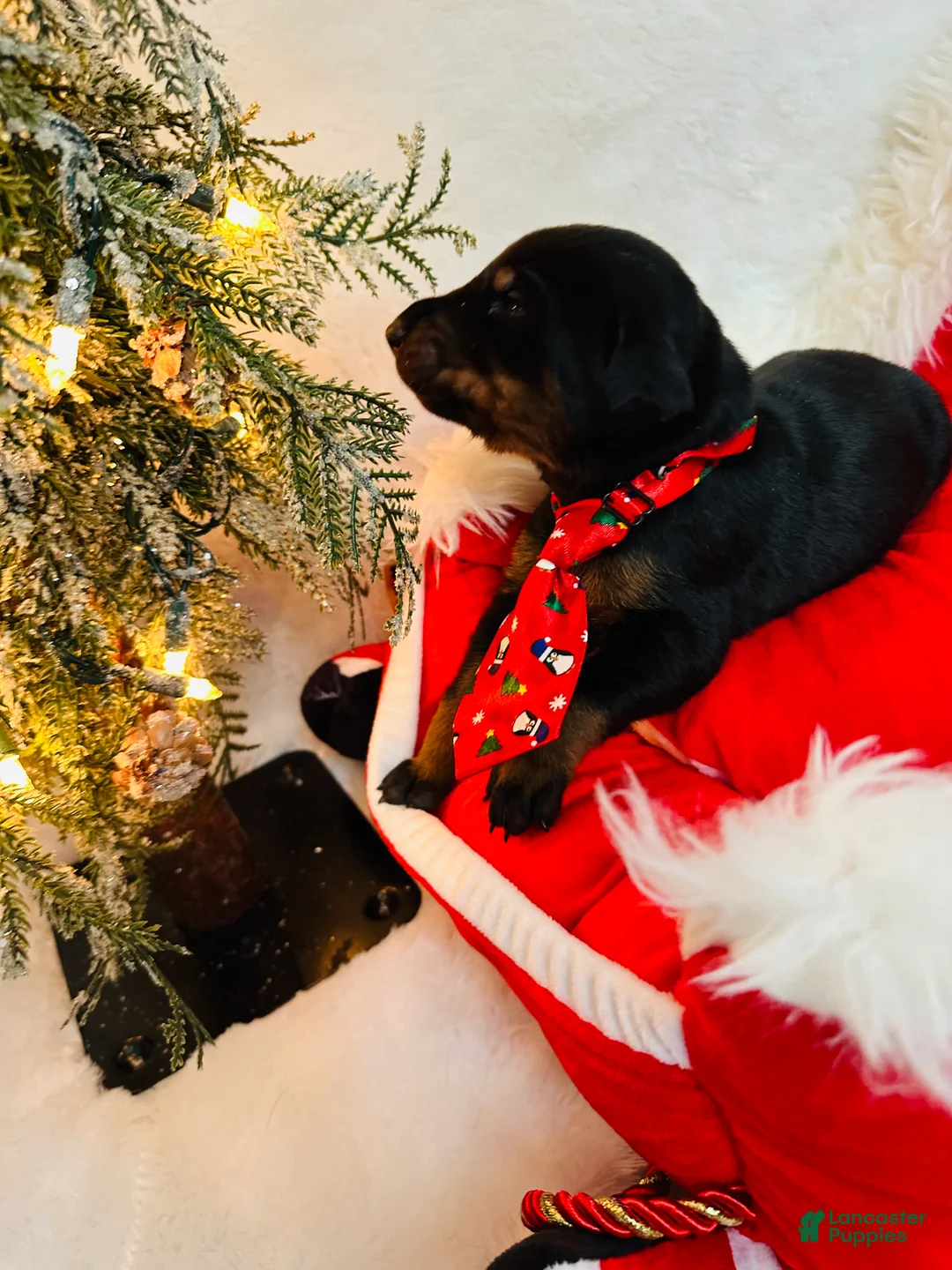 Doberman Pinscher dogs for sale: Doberman Pinscher Puppy 3 - Ad 1