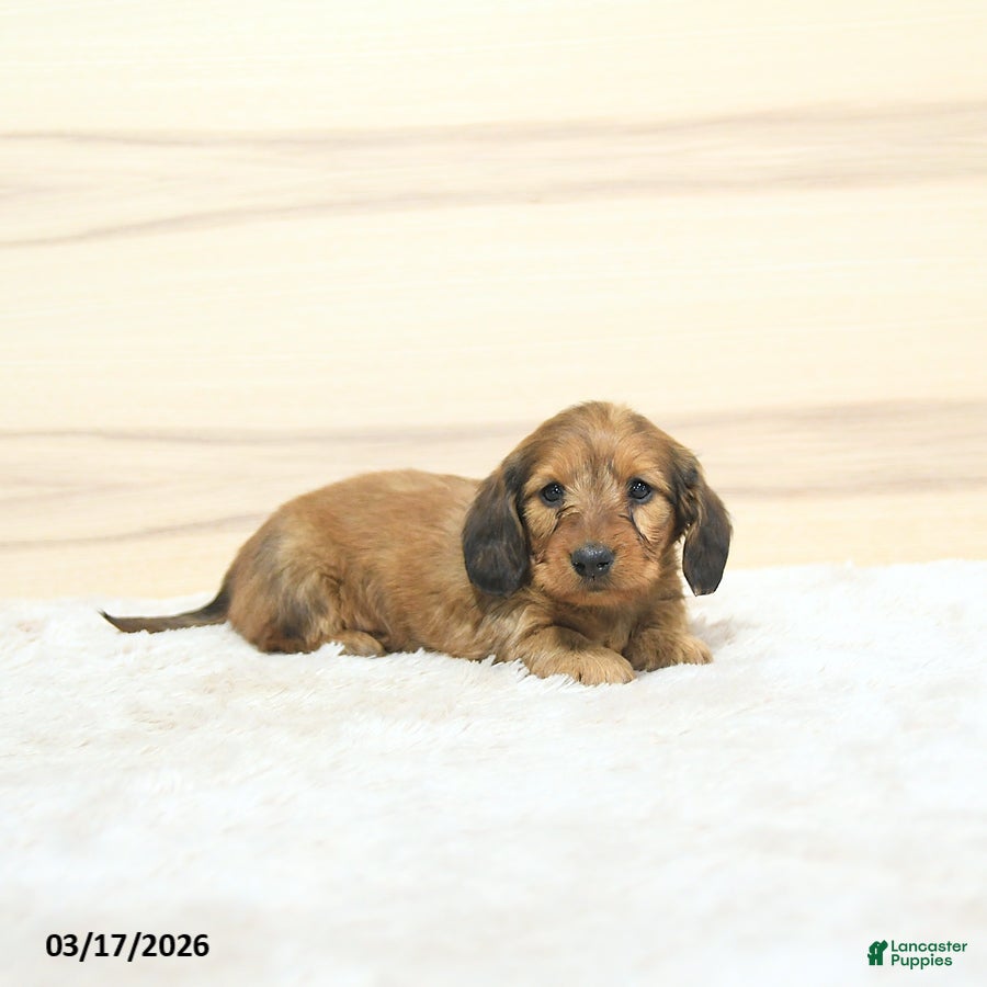 Miniature Dachshund dogs Pongo - Ad 2