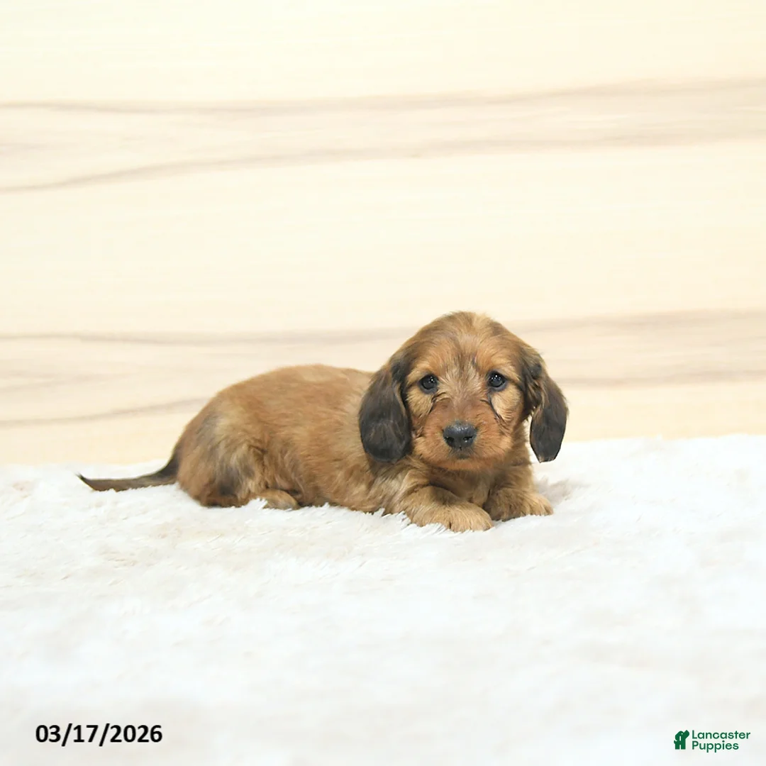 Miniature Dachshund dogs for sale: Pongo - Ad 2