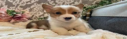 Welsh Corgi Pembroke dogs for sale: Sawyer  - Ad 3