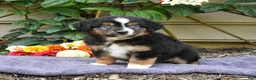 Miniature Australian Shepherd dogs for sale: Zinniea - Ad 4
