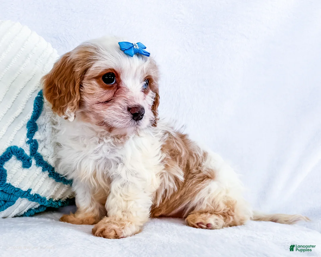 Cavapoo dogs for sale: Zoee - Ad 5