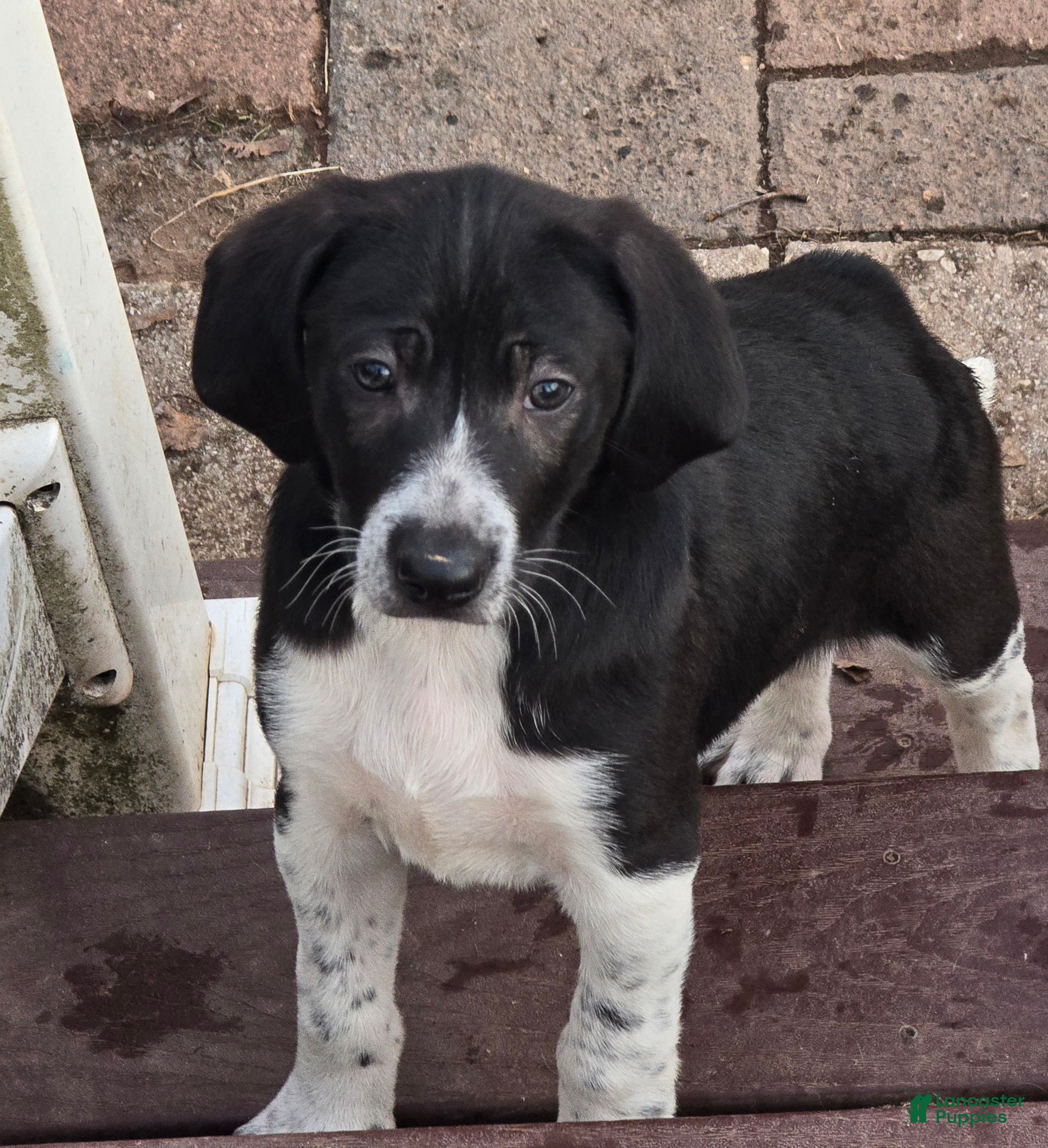 Other breed dogs Levi - Ad 1