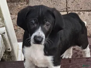 Other breed dogs Levi - Ad 1