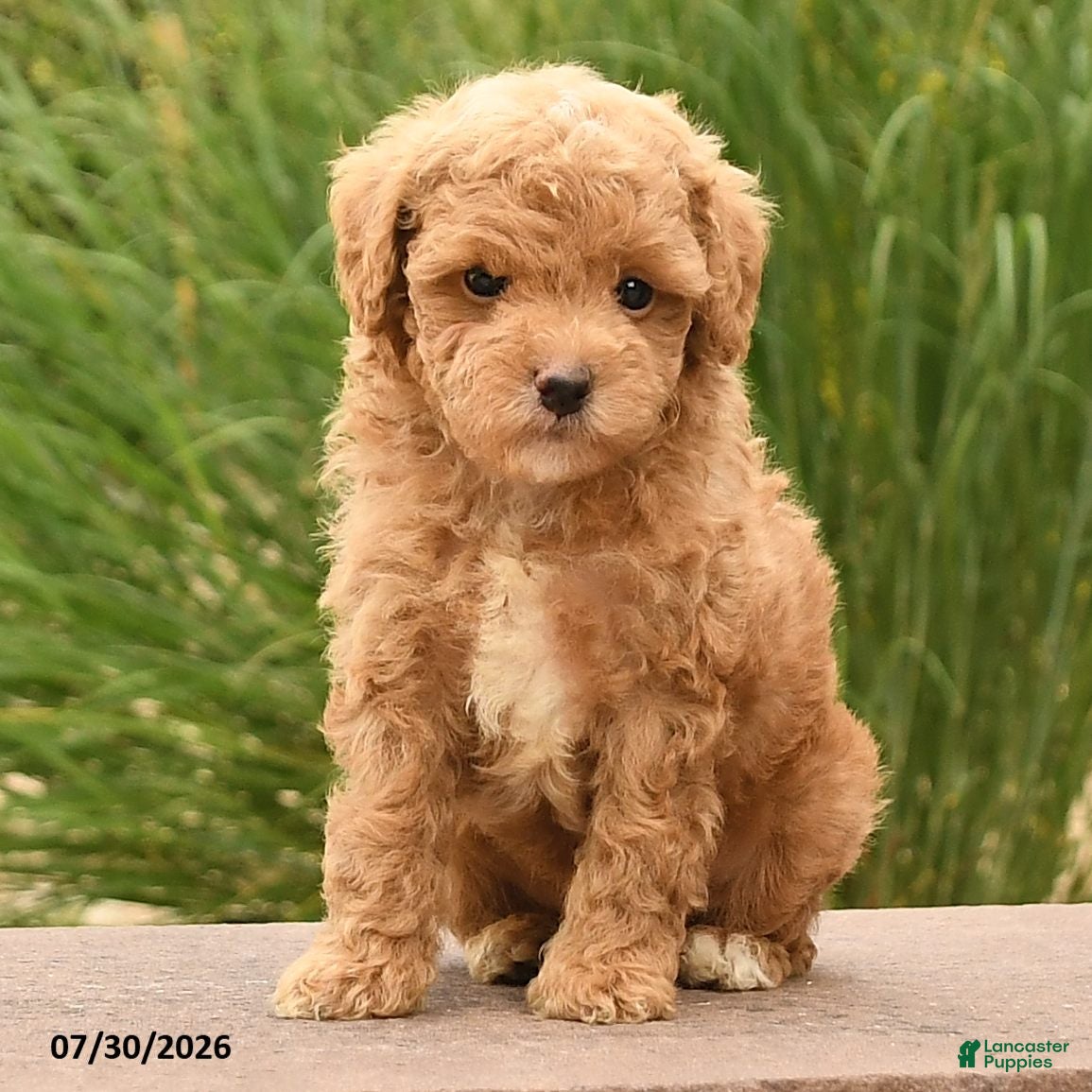 Toy Poodle dogs Maverick - Ad 2