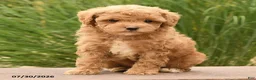 Toy Poodle dogs for sale: Maverick - Ad 2