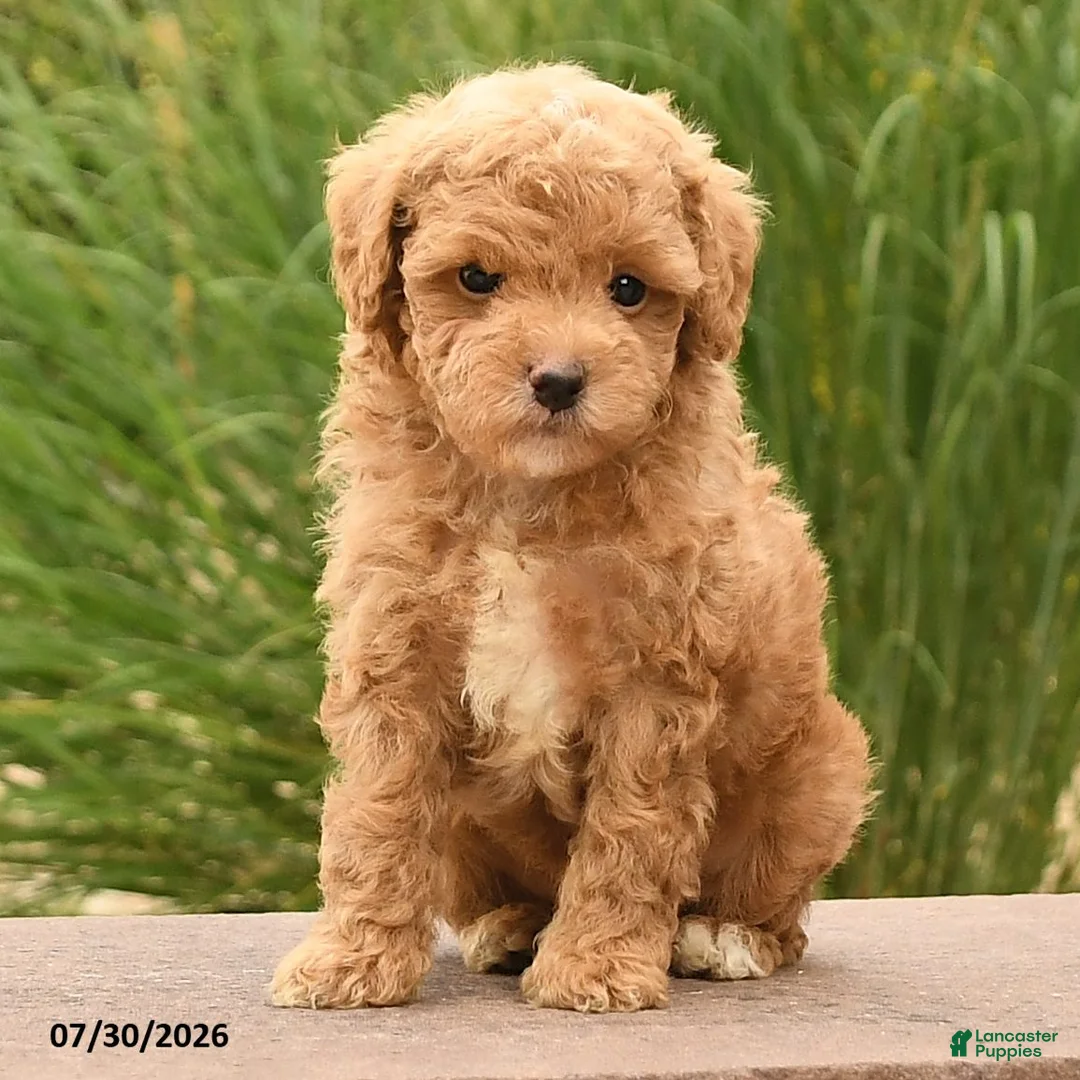 Toy Poodle dogs for sale: Maverick - Ad 2