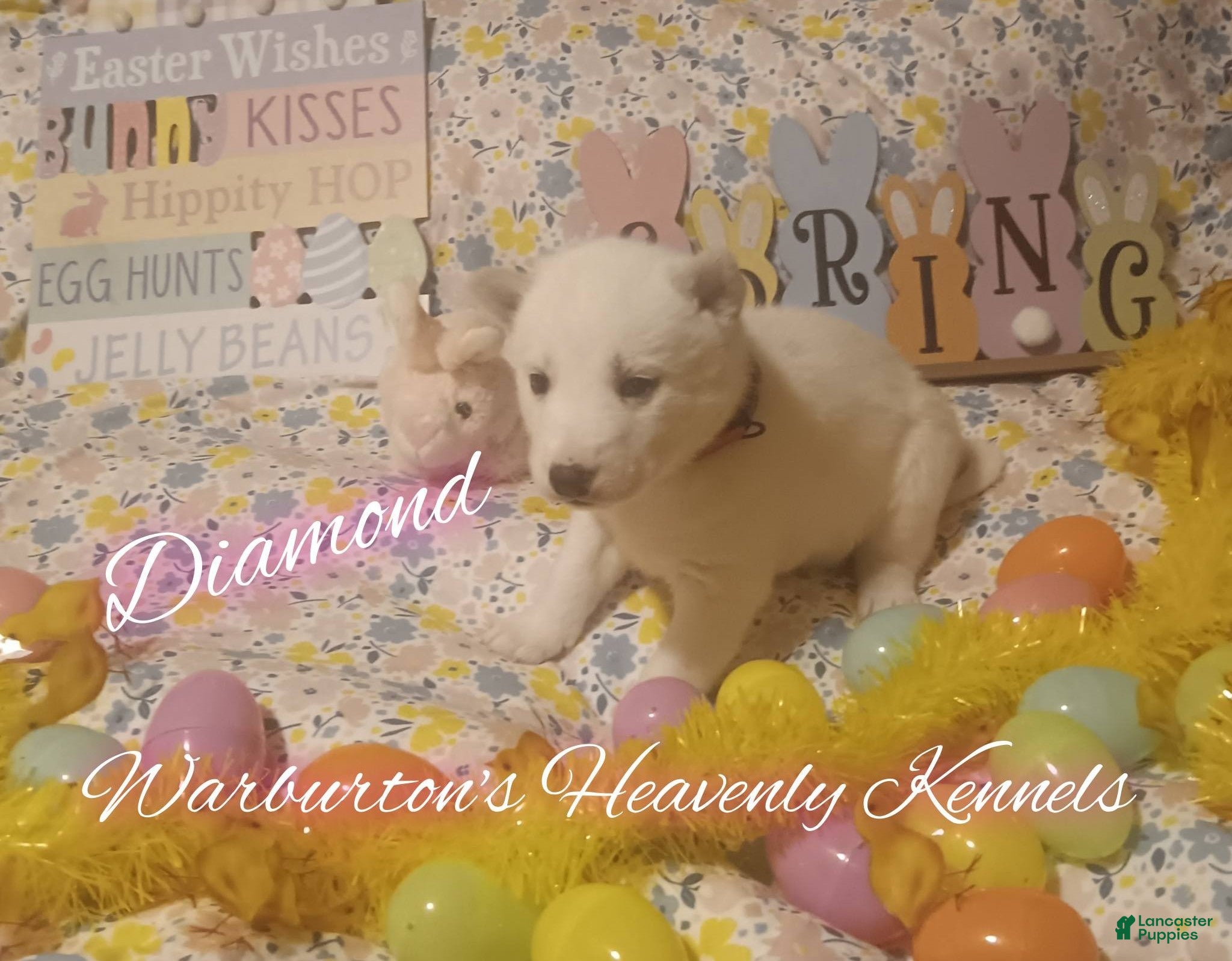 Siberian Husky dogs Siberian Husky Puppy 4 - Ad 39