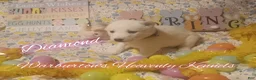 Siberian Husky dogs for sale: Siberian Husky Puppy 4 - Ad 2