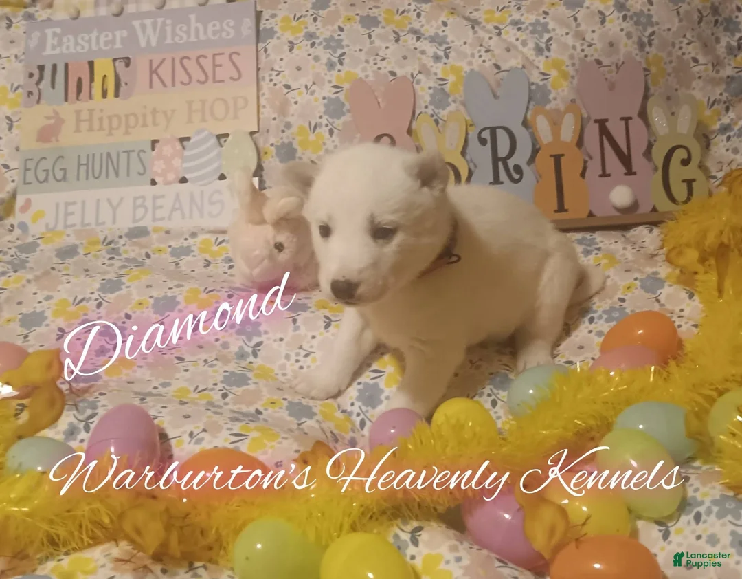 Siberian Husky dogs for sale: Siberian Husky Puppy 4 - Ad 2