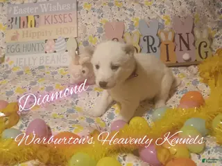 Siberian Husky dogs Siberian Husky Puppy 4 - Ad 39