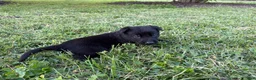 Belgian Malinois dogs for sale: Indiana Jones (black) - Ad 5