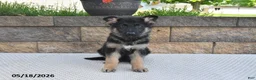 German Shepherd dogs for sale: Bella   - Ad 5