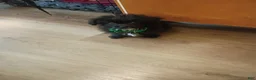 Shih Tzu dogs for sale: Shih Tzu  - Ad 2