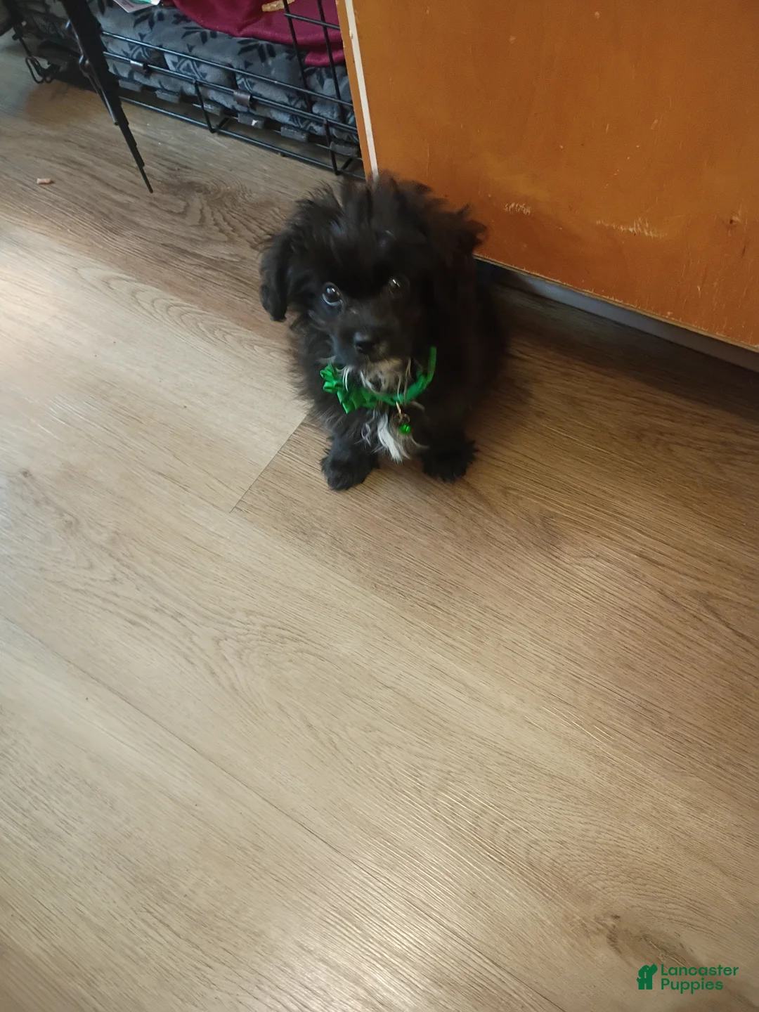 Shih Tzu dogs for sale: Shih Tzu  - Ad 2
