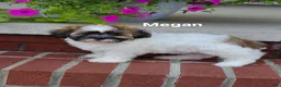 Teddy Bear dogs for sale: Megan  - Ad 6