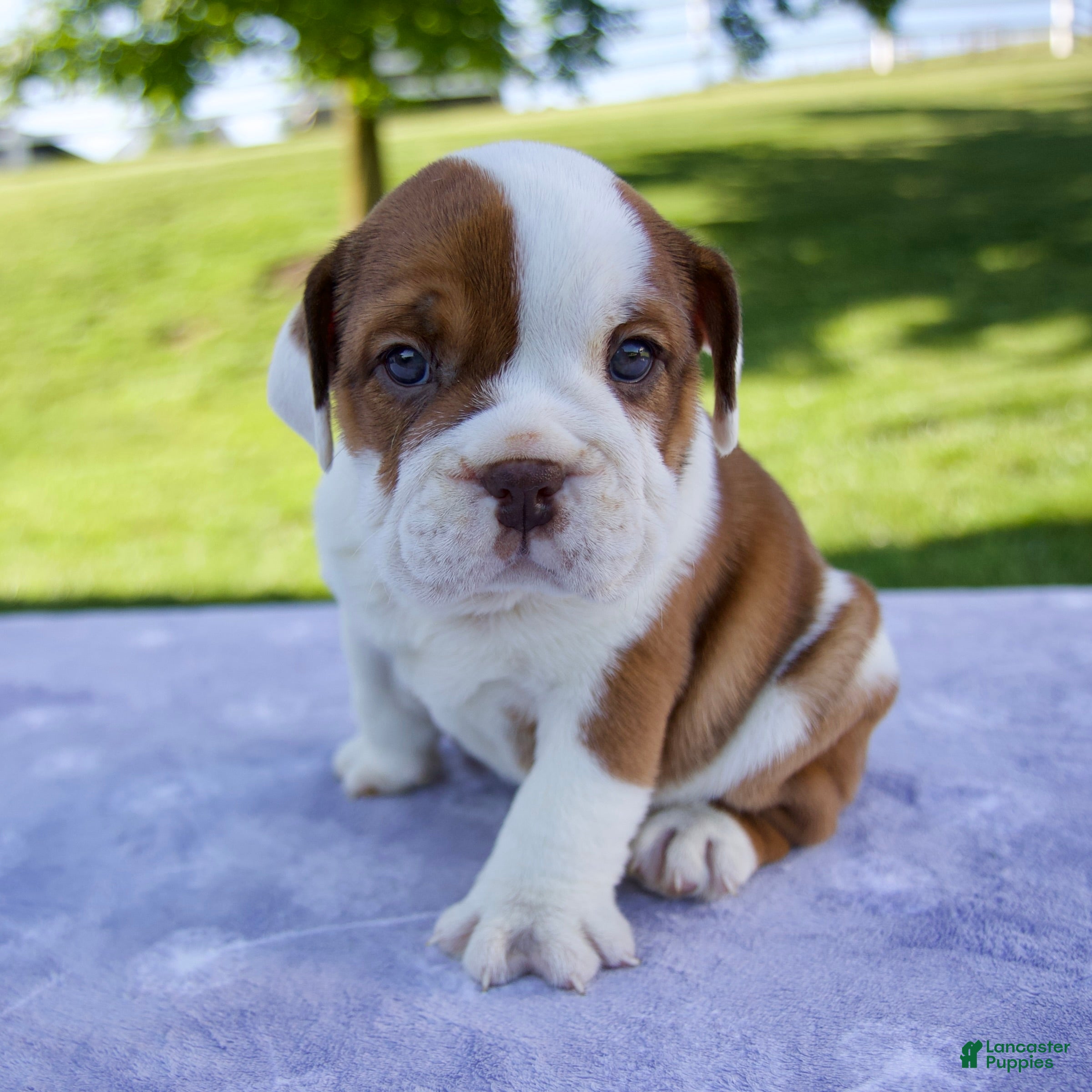 Beabull dogs for sale: Josephine - Ad 4