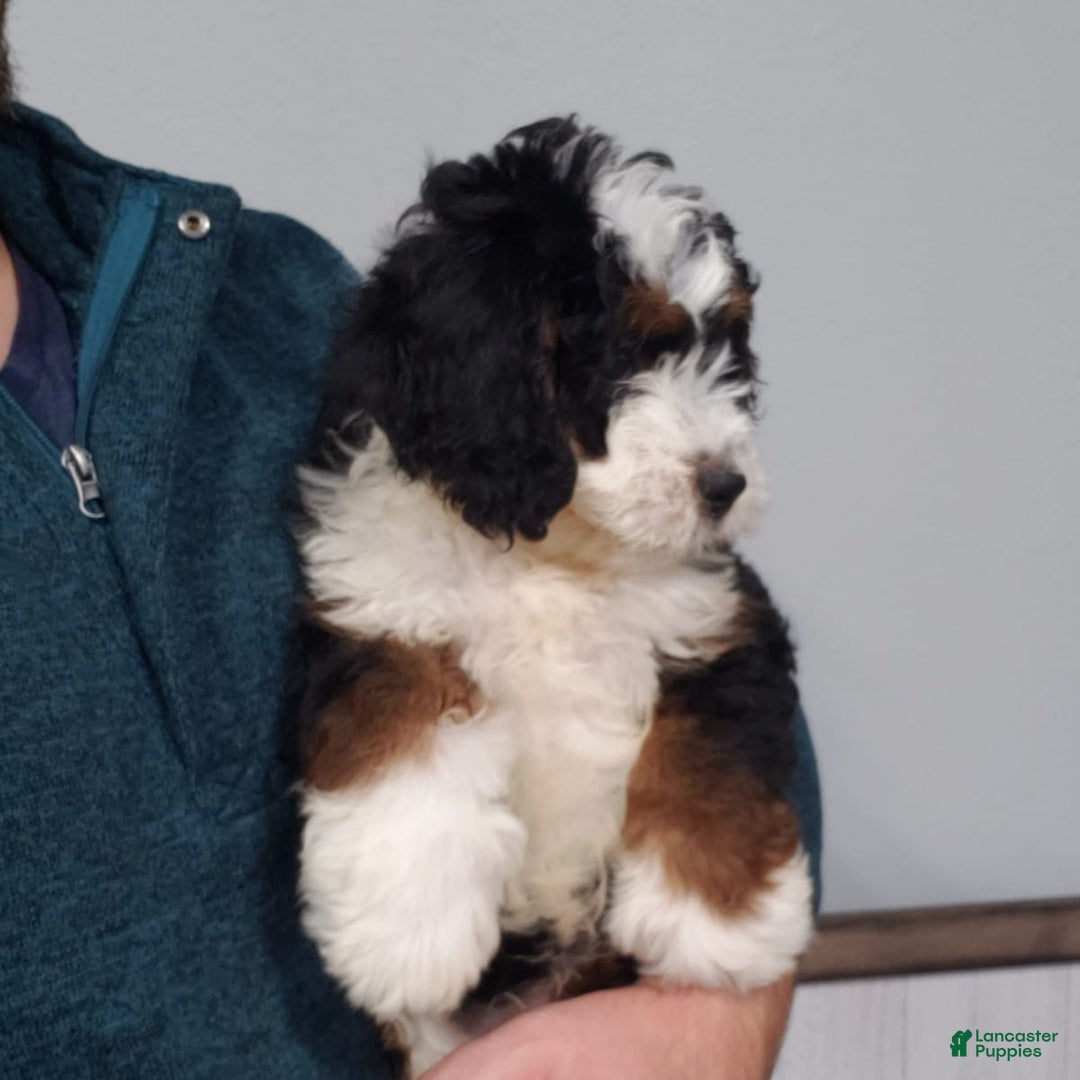 Grandeurvalleypuppies.com