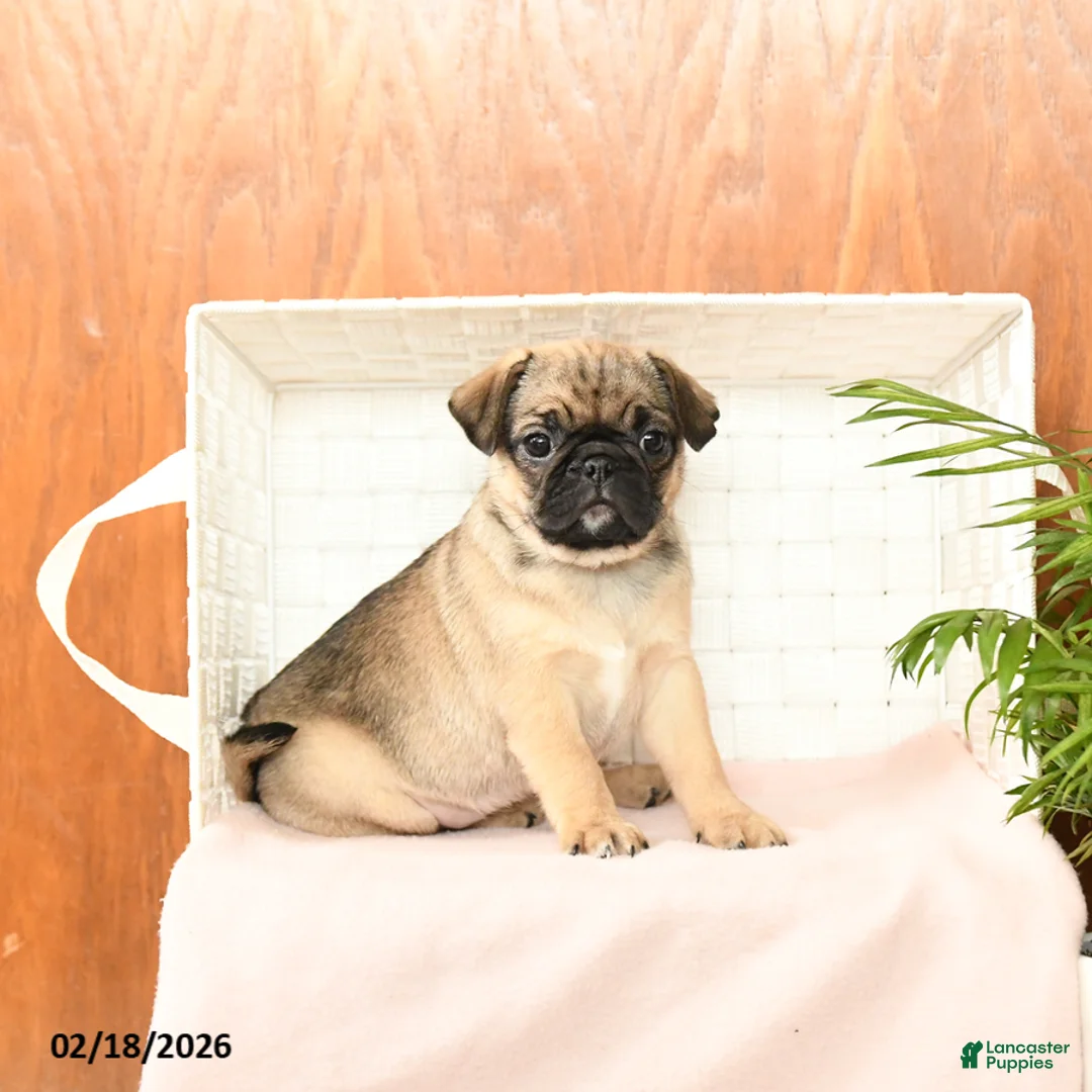 Pug dogs for sale: Precious - Ad 3
