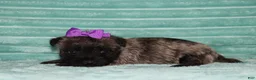 Cairn Terrier dogs for sale: Camila - Ad 3