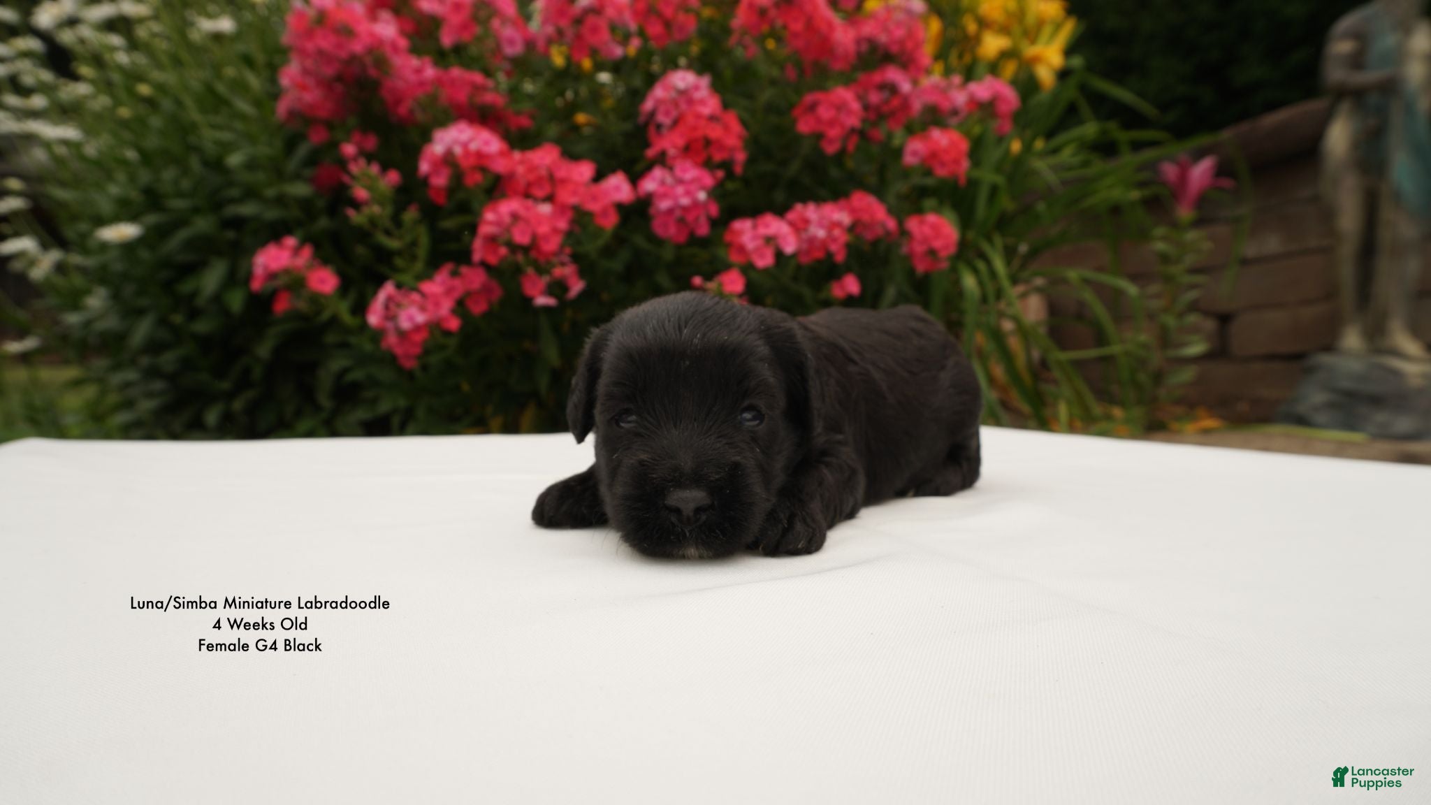 Miniature Labradoodle dogs LS G4 - Ad 2