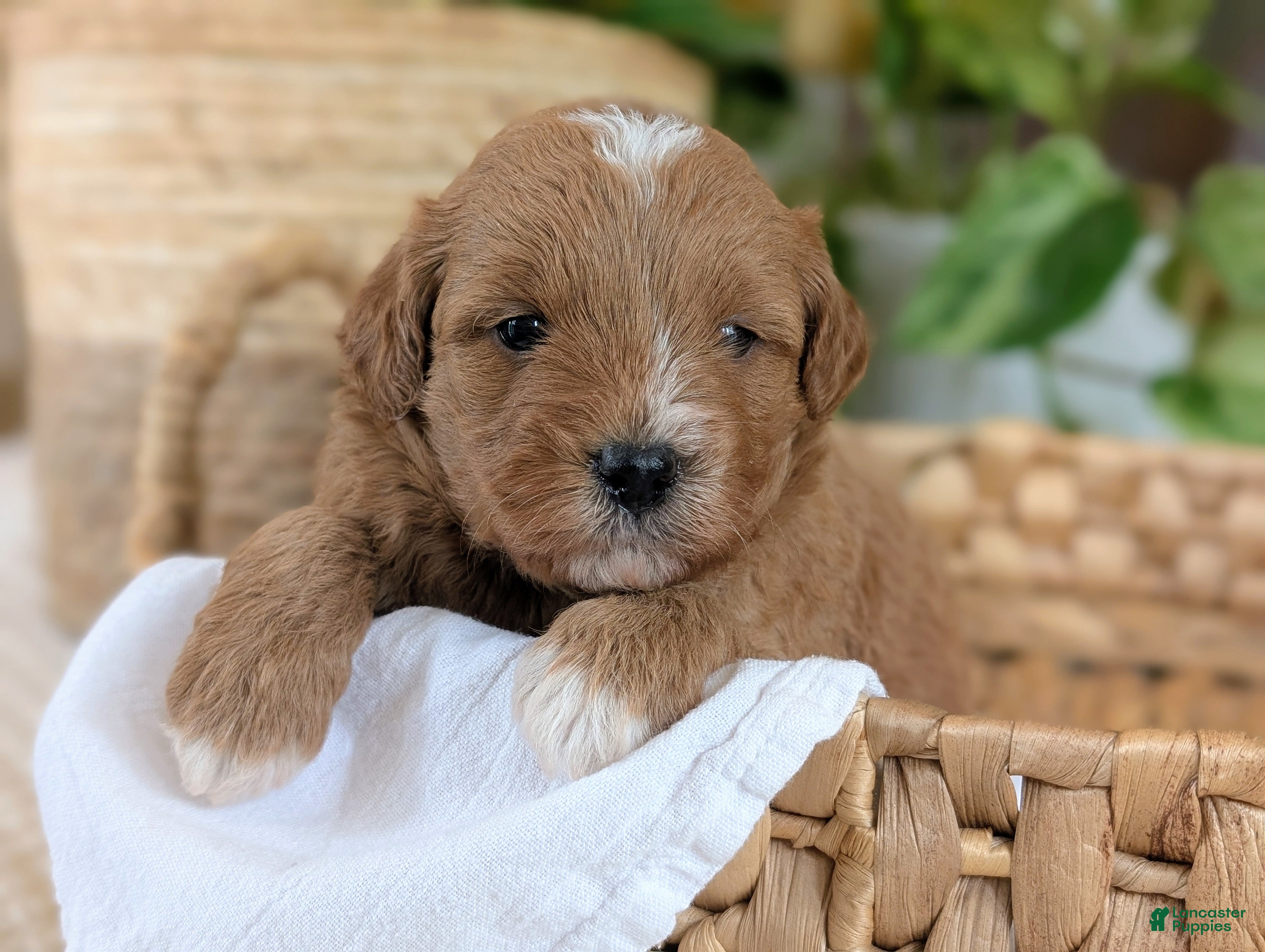 Mini Goldendoodle dogs Jax - Ad 1
