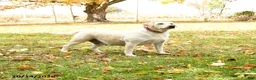 Labrador Retriever dogs for sale: Lily - Ad 1