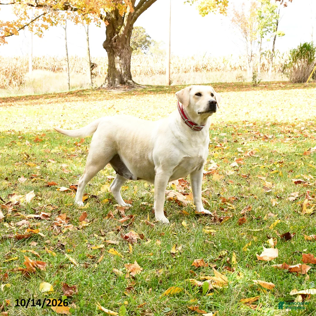 Labrador Retriever dogs for sale: Lily - Ad 1