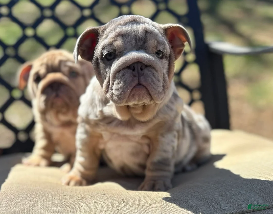 English Bulldog dogs for sale: Peach - Ad 1