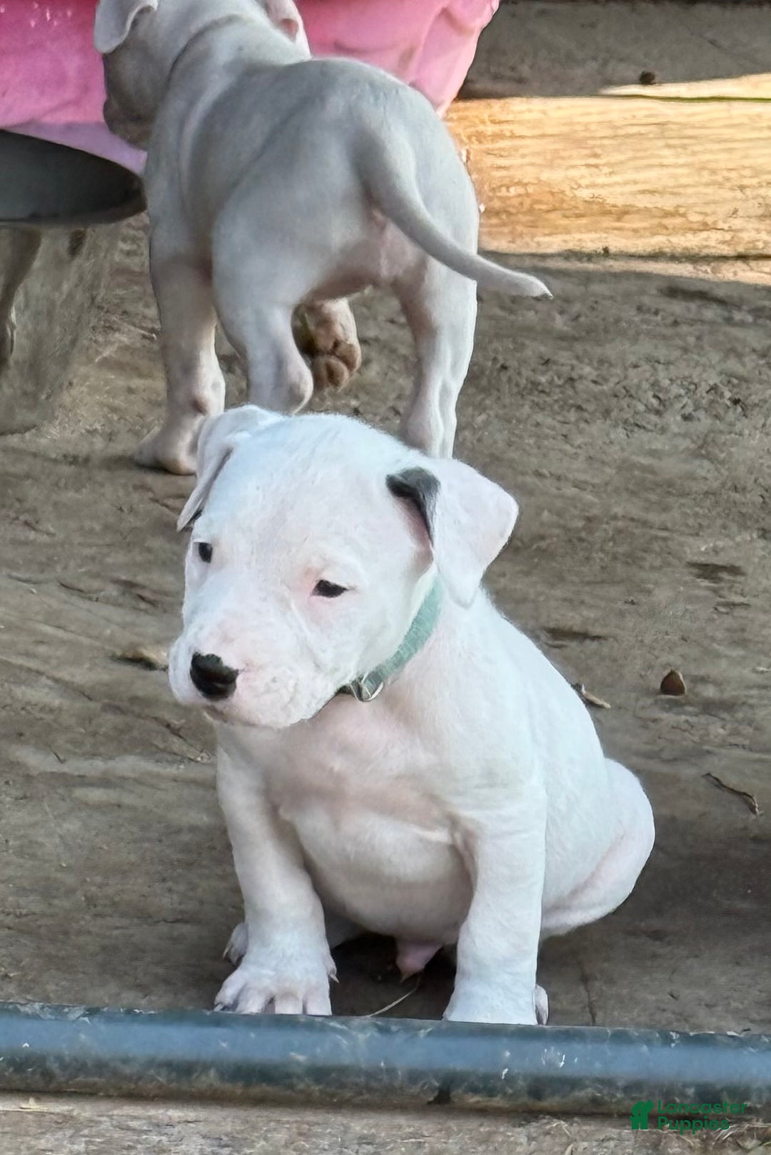 Dogo Argentino dogs for sale: Puppy M3 - Ad 29