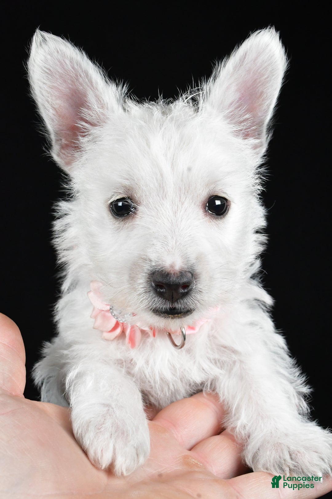 West Highland Terrier dogs for sale: Macey - Ad 7