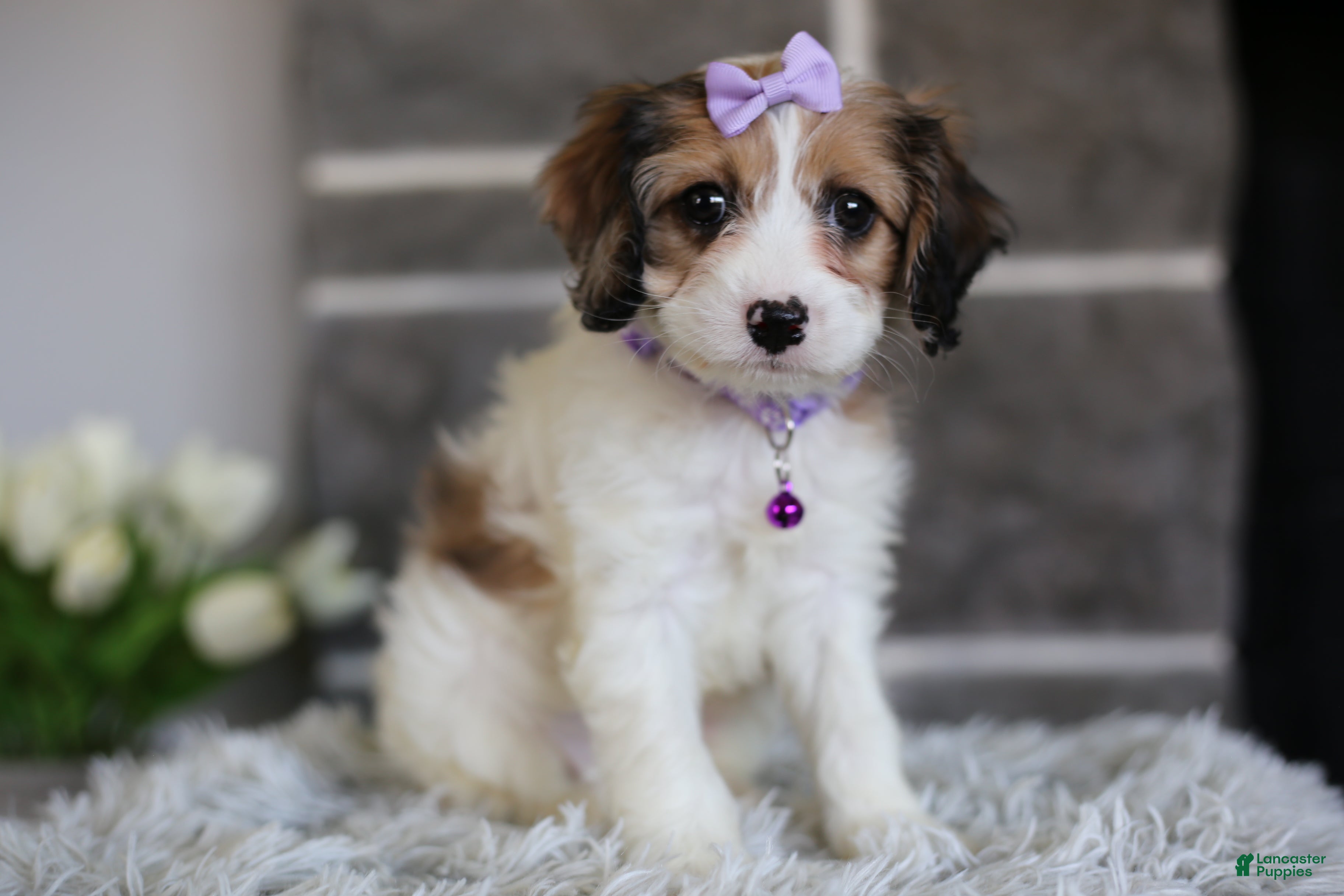 Cavapoo dogs Lucy - Ad 1