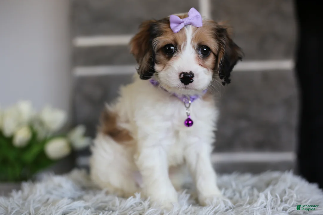 Cavapoo dogs for sale: Lucy - Ad 1