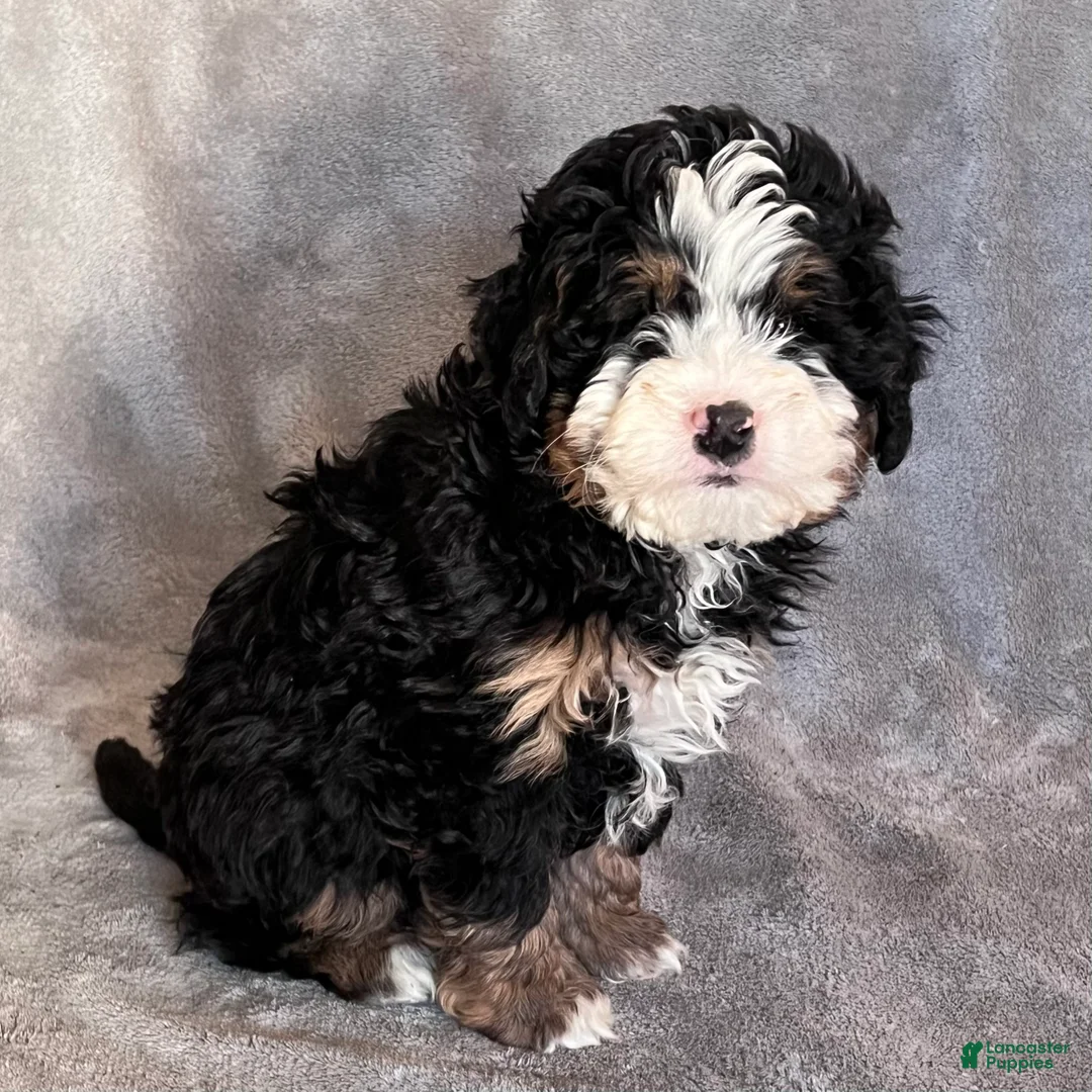 Mini Bernedoodle dogs for sale: Koda - Ad 4