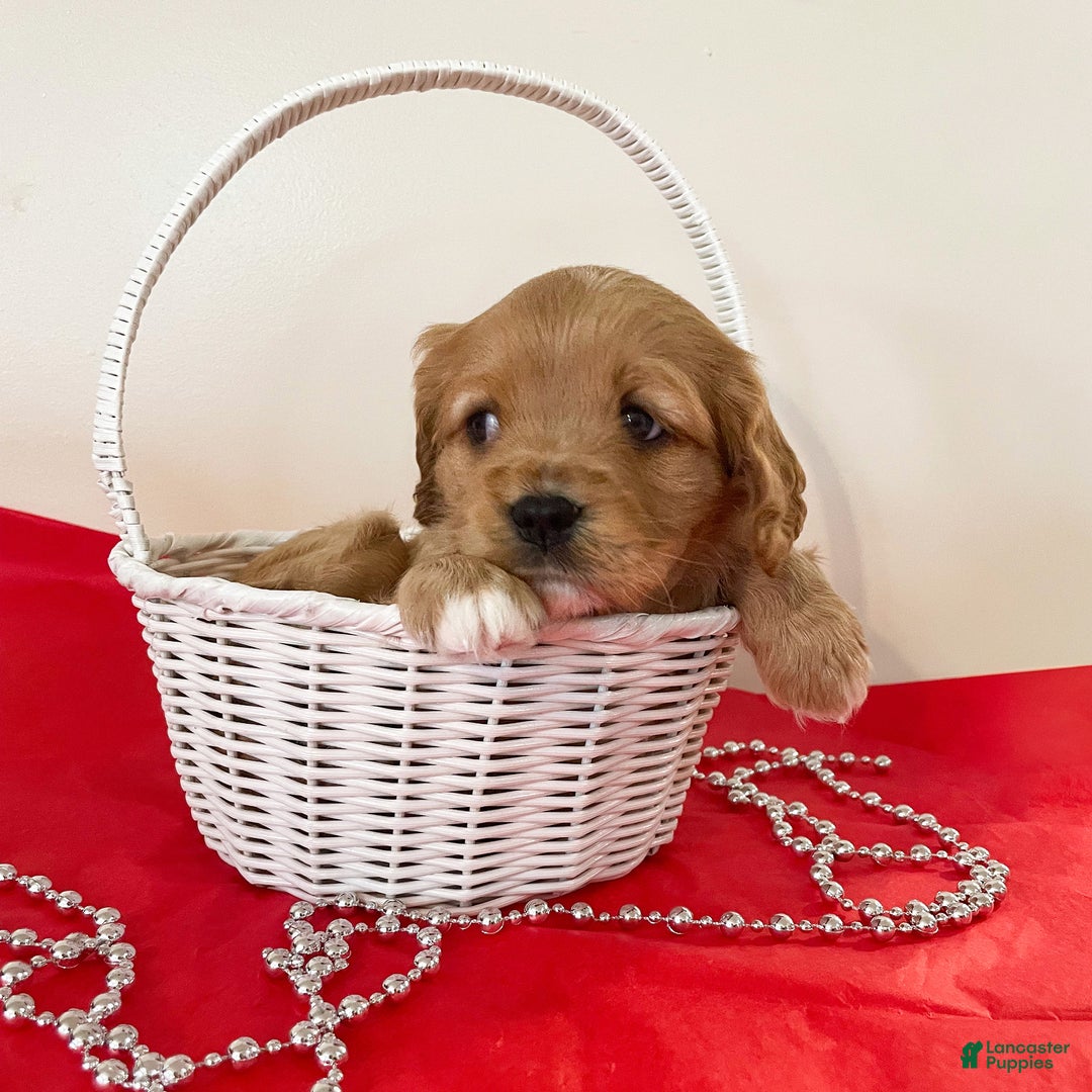 Cavapoo dogs for sale: Marshmallow - Ad 3