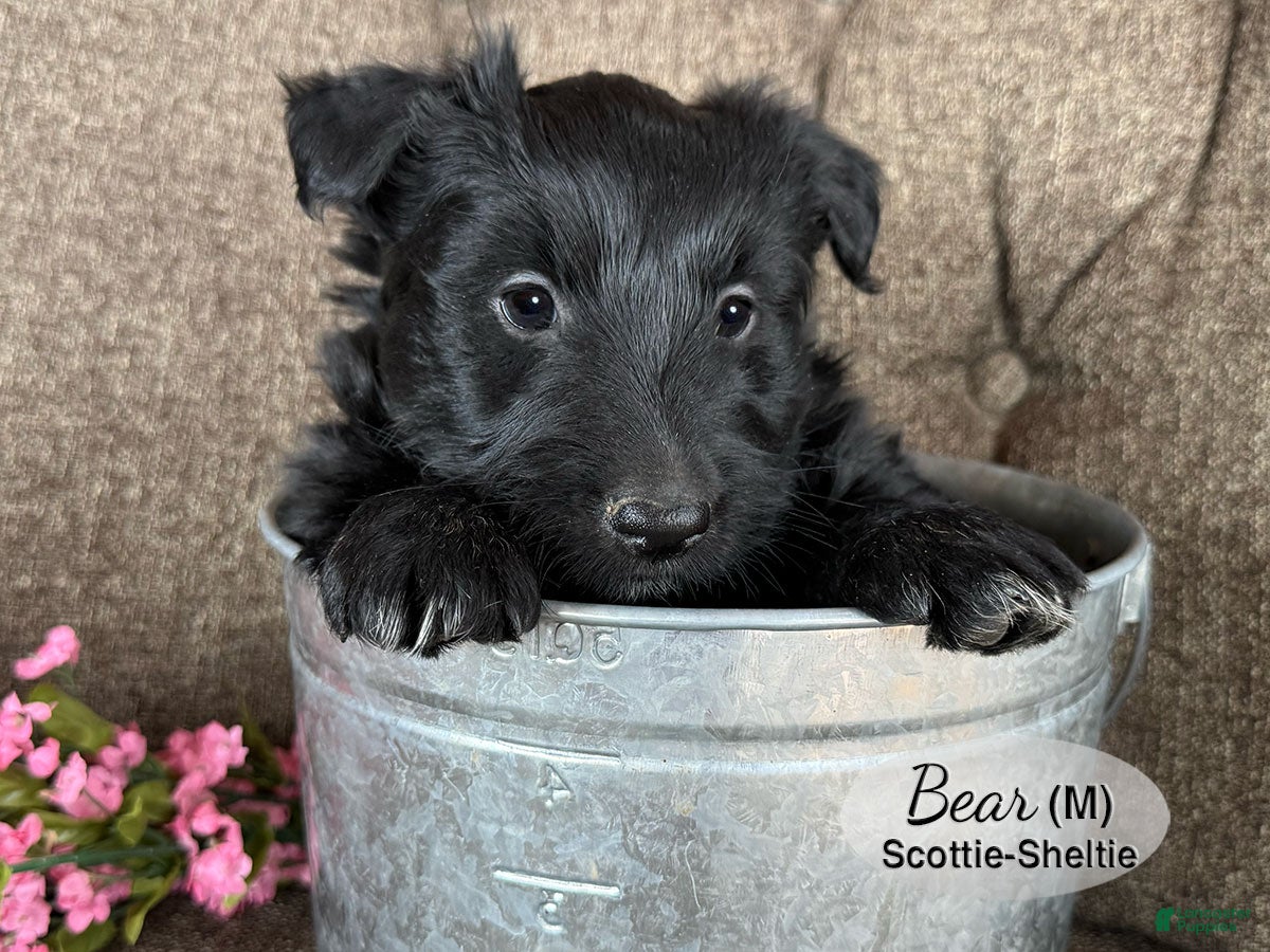 Mixed Breed dogs Bear - Ad 2