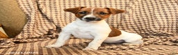 Jack Russell Terrier dogs for sale: Sarah - Ad 4