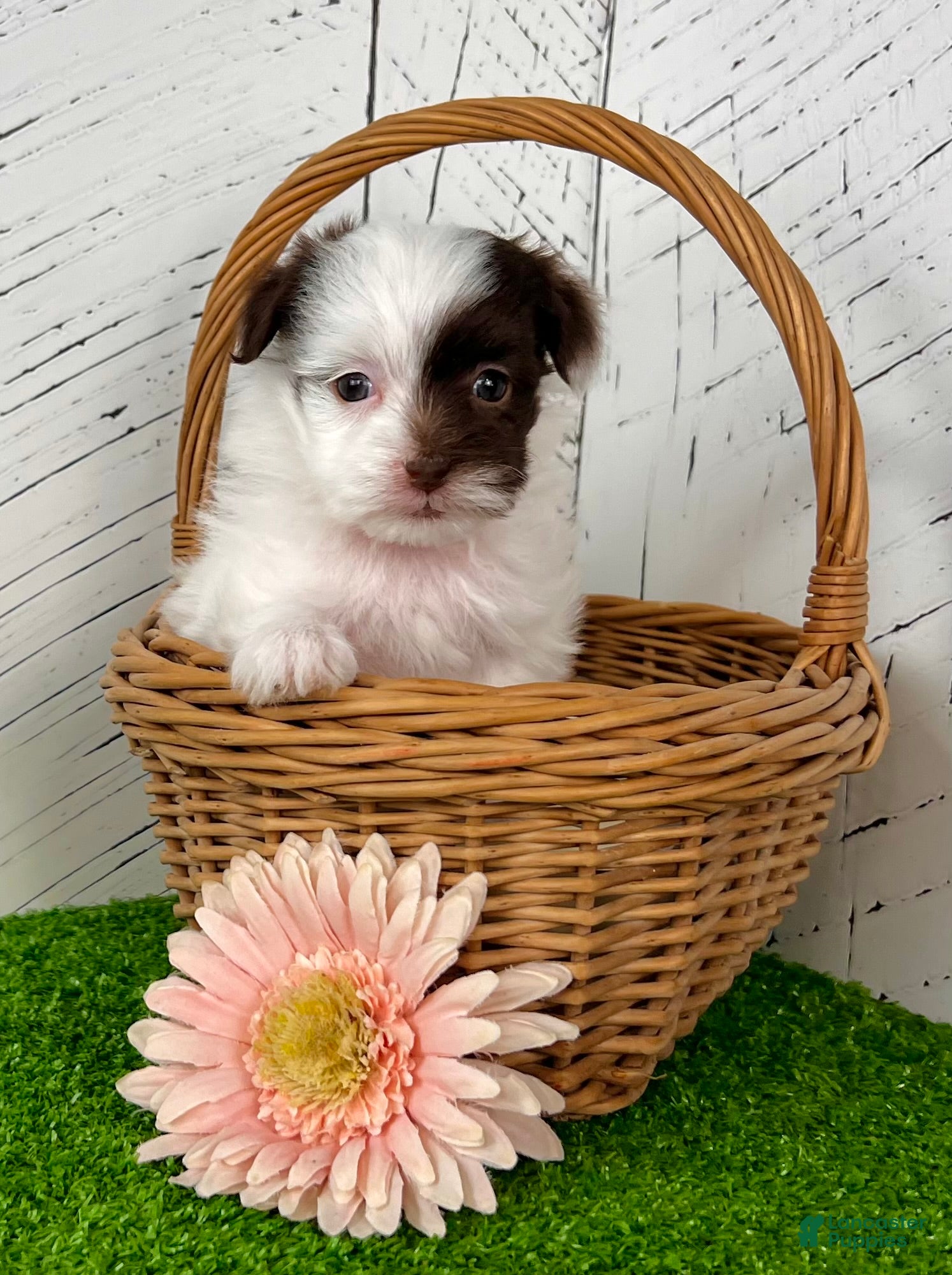 Havapoo dogs Mitzi - Ad 2