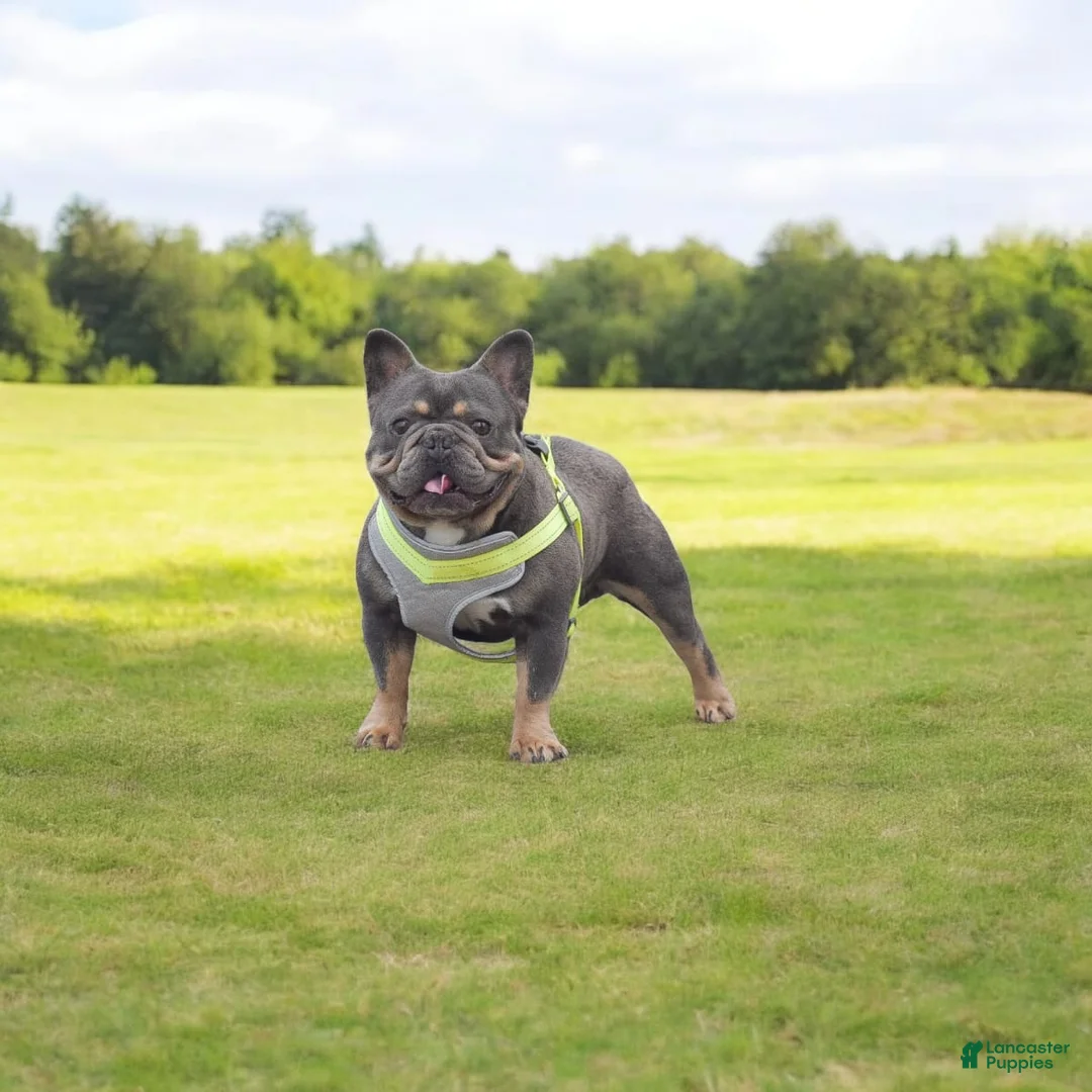 Gallery Image {{count}}