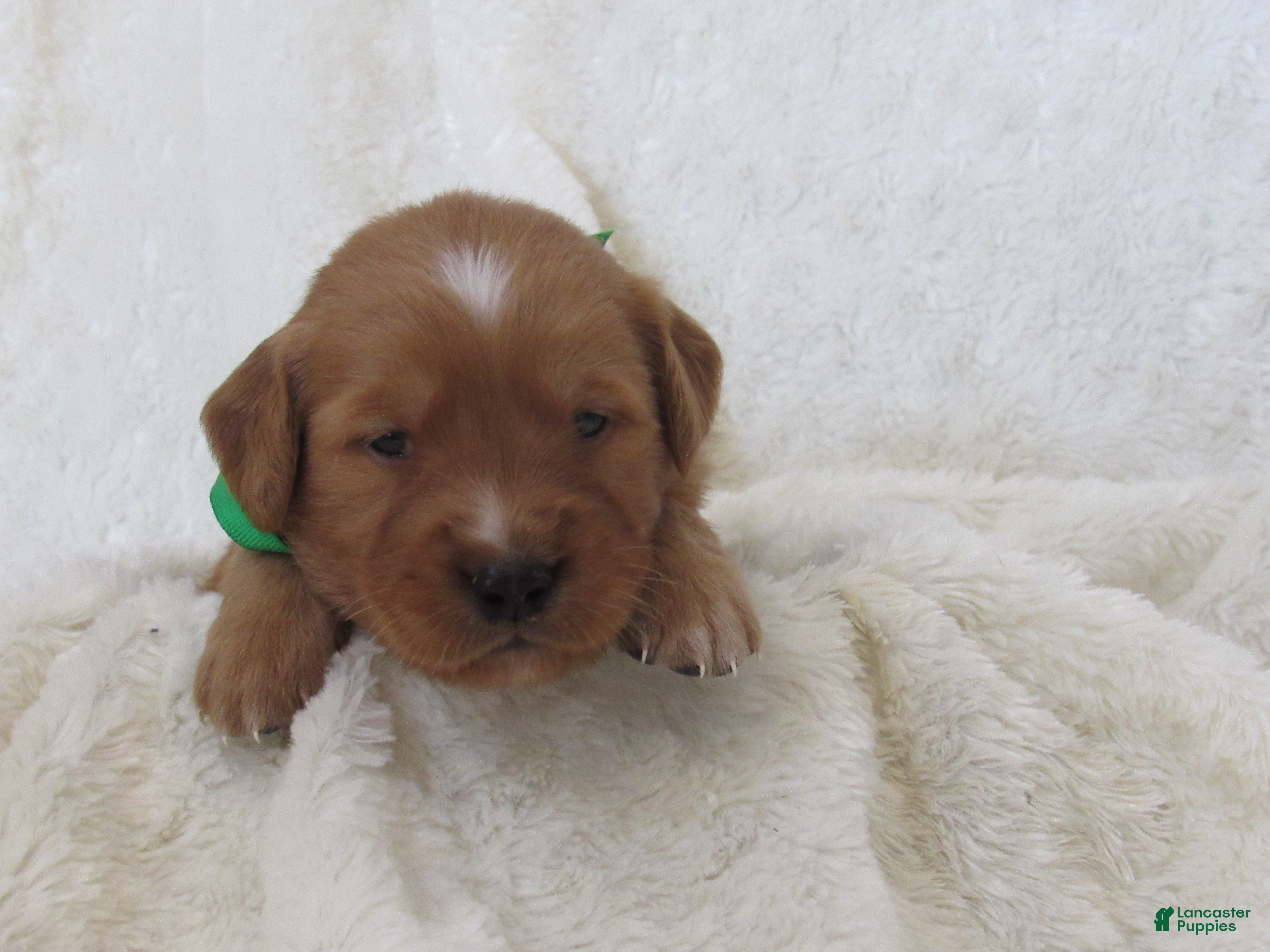 Golden Retriever dogs LOYAL - Ad 2