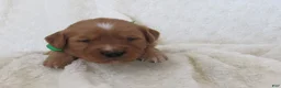 Golden Retriever dogs for sale: LOYAL - Ad 2