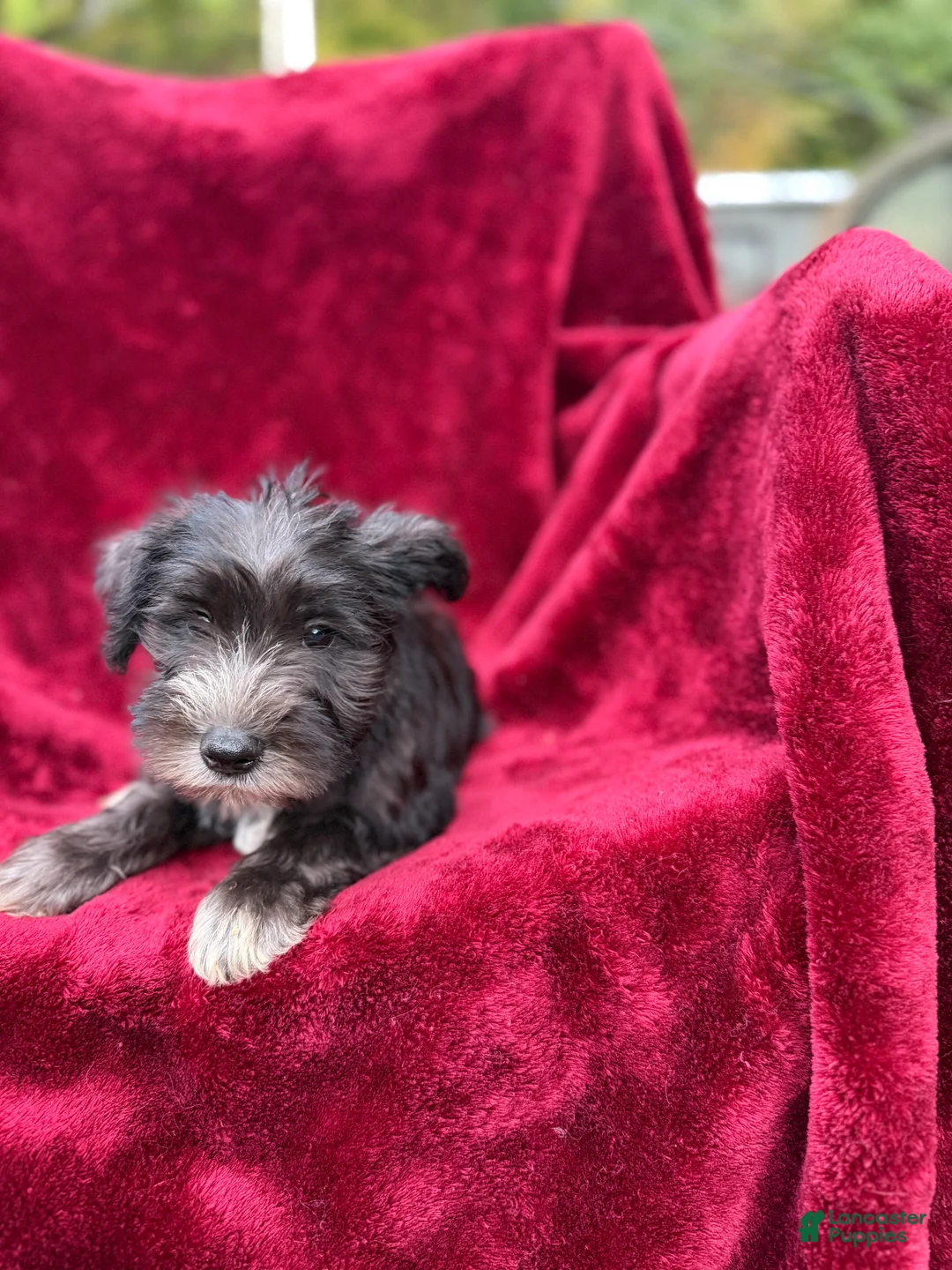 Miniature Schnauzer dogs for sale: Miniature Schnauzer 2 - Ad 3