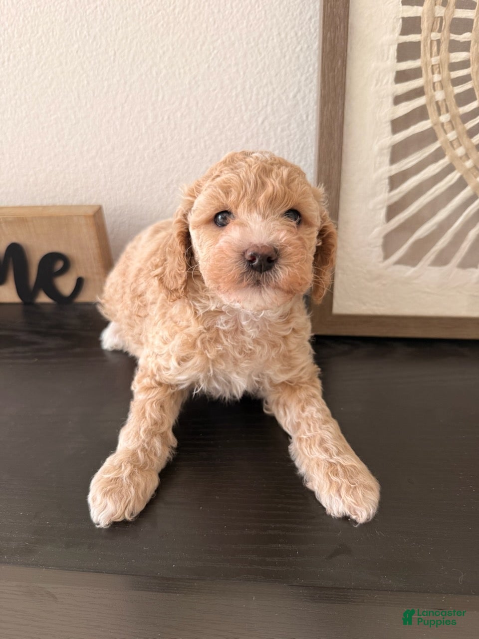 Bichpoo dogs Panda - Ad 41