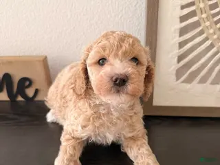 Bichpoo dogs Panda - Ad 41