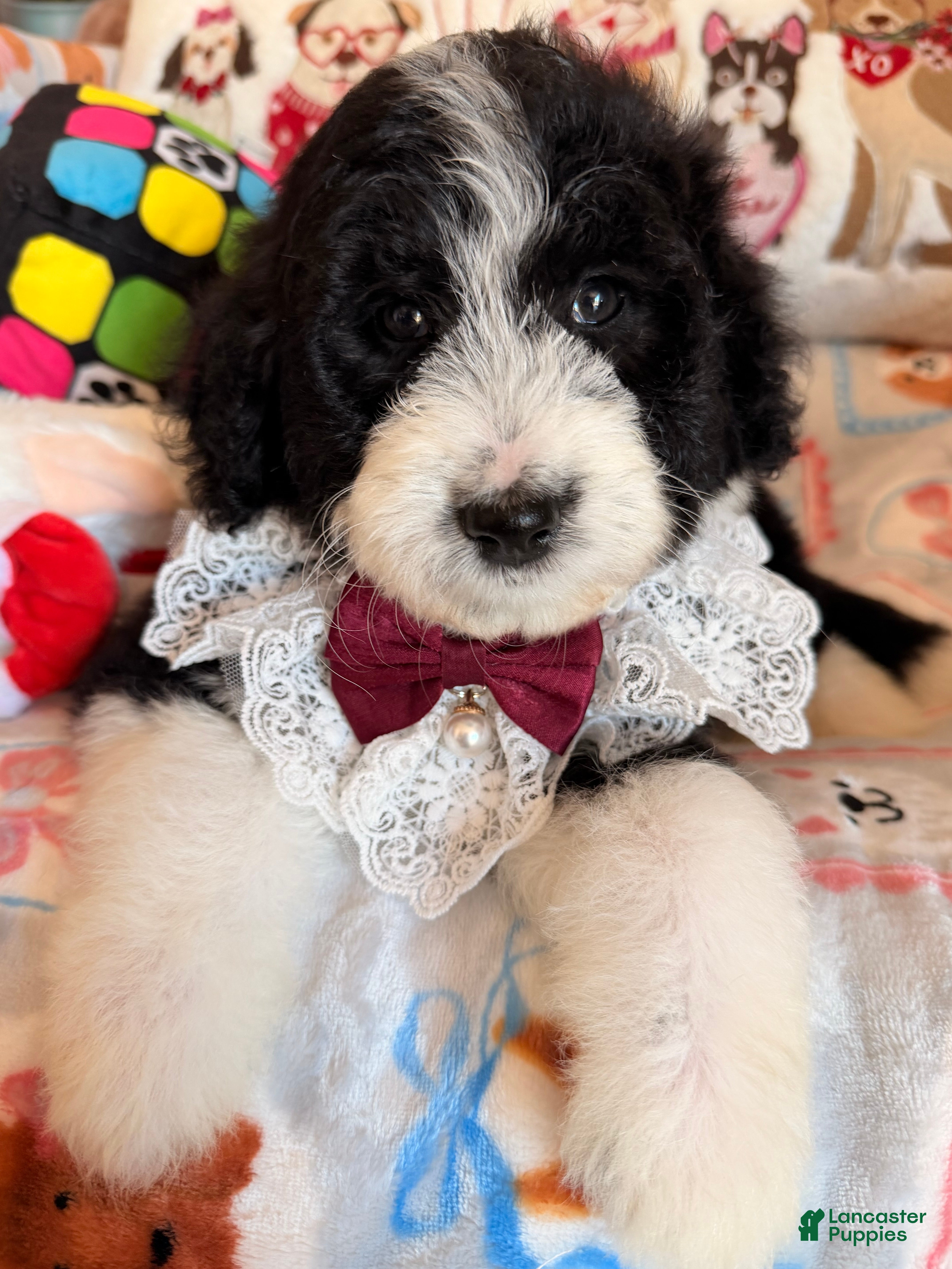 Aussiedoodle dogs Mochi - Ad 1