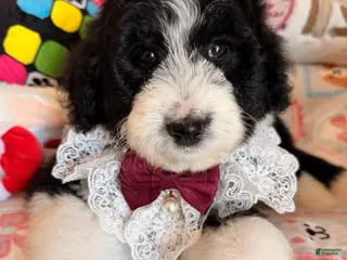Aussiedoodle dogs for sale: Mochi - Ad 4