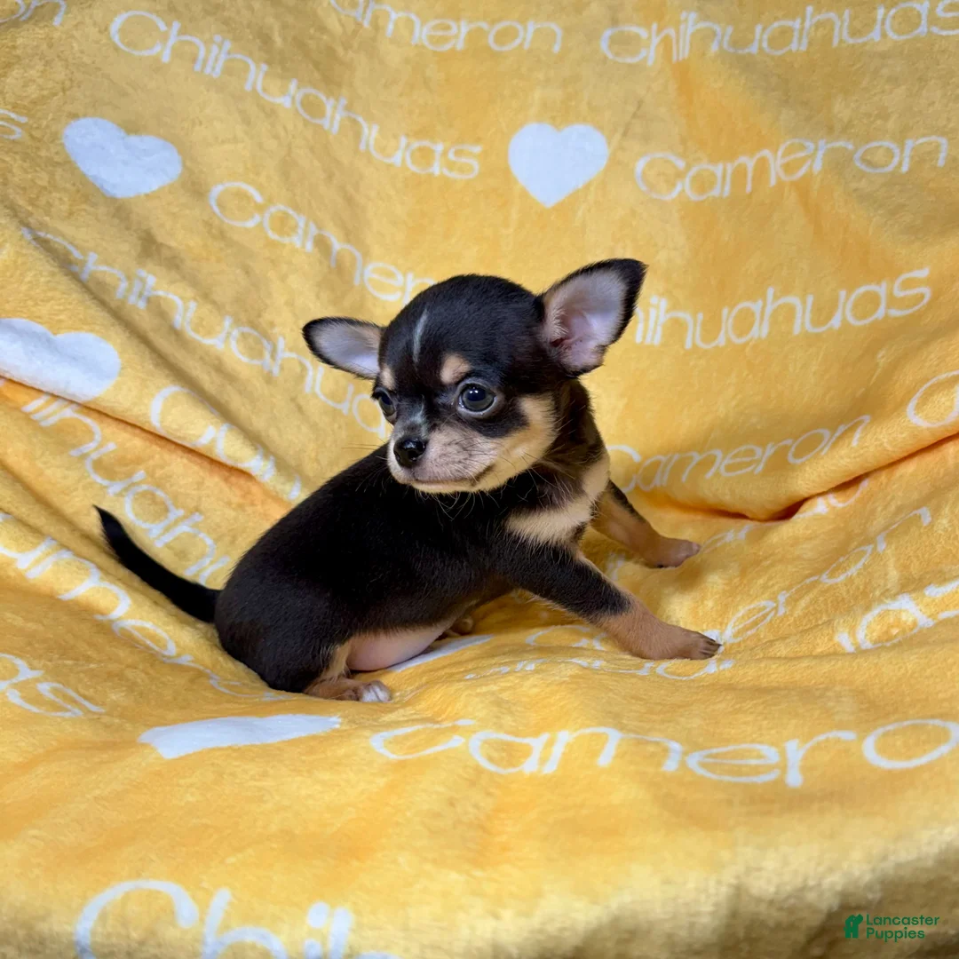 Chihuahua dogs for sale: Tiny Apollo Short Coat Tri - Ad 1