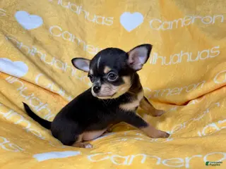 Chihuahua dogs Tiny Apollo Short Coat Tri - Ad 1